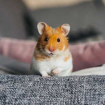 Hamester
